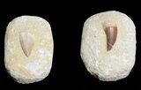 1" Fossil Mosasaur Teeth In Rock - Morocco - Photo 3